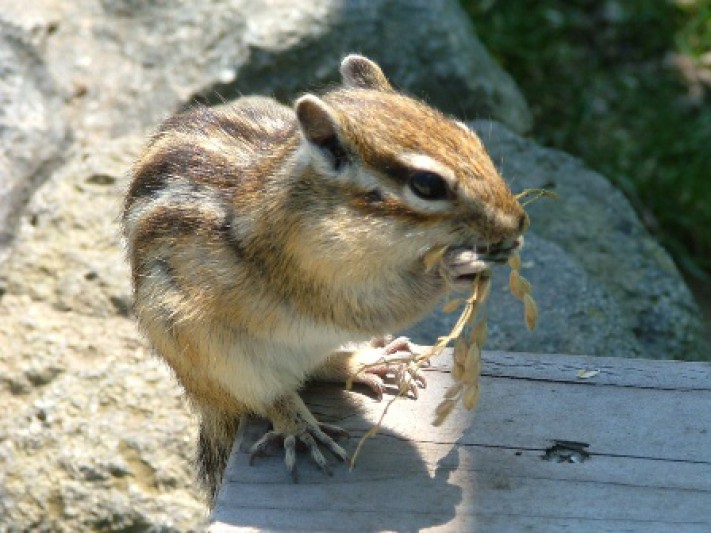 ＜終了＞【周辺観光】可愛いリスと触れ合える「シマリス公園」入園券付きプラン登場！