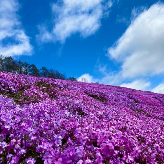 第40回ひがしもこと芝桜まつりのご案内