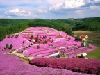 ＜終了＞【オホーツク花めぐり】入場券半券持参で館内利用券＆ドリンク1杯プレゼントプラン登場