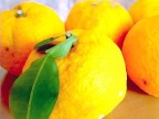 ＜終了＞【冬至プラン】ゆず湯＆かぼちゃのスイーツでほっこり♪プラン登場