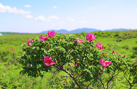 イメージ：ワッカ原生花園